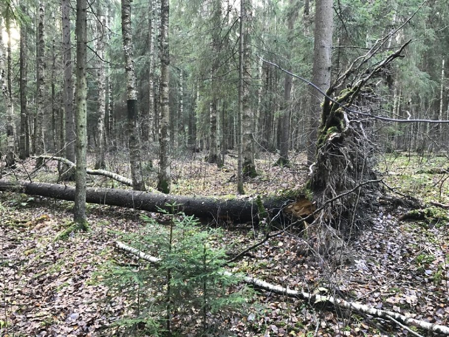 Ветровал деревьев