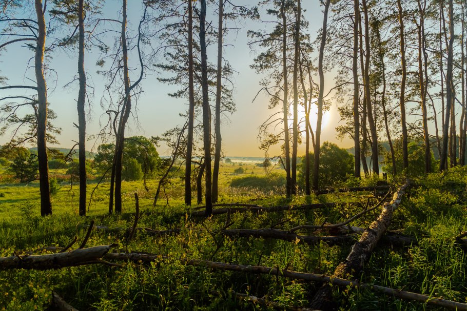 Осенний бурелом