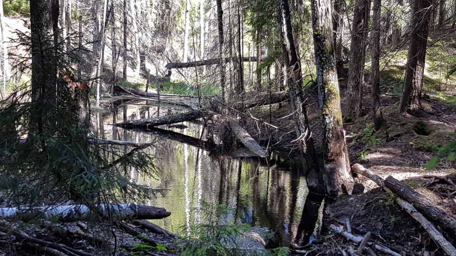 Тайга ХМАО бурелом