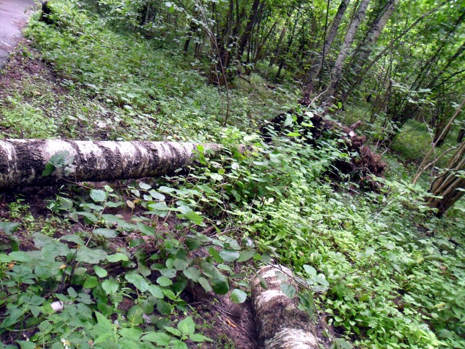 Корни поваленного дерева