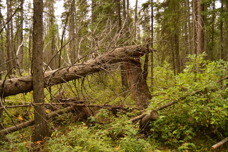 Сосновый Бор бурелом