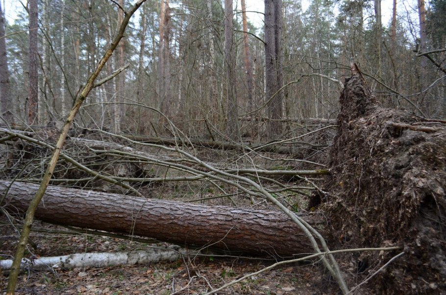 Рослесозащита ветровал бурелом