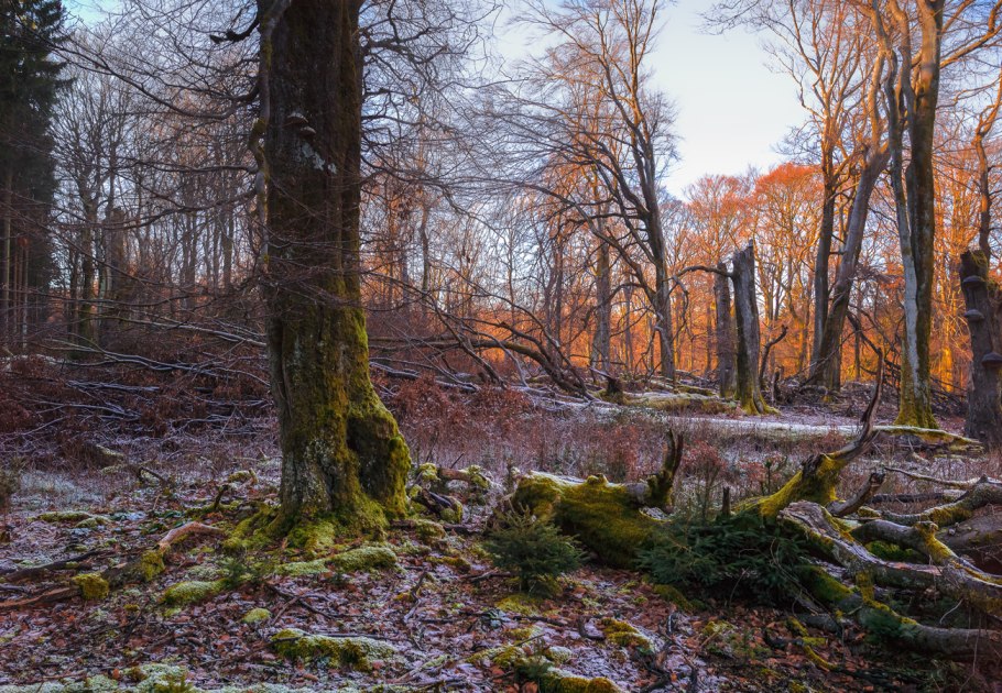 НЕПРОХОДИМЫЙ бурелом
