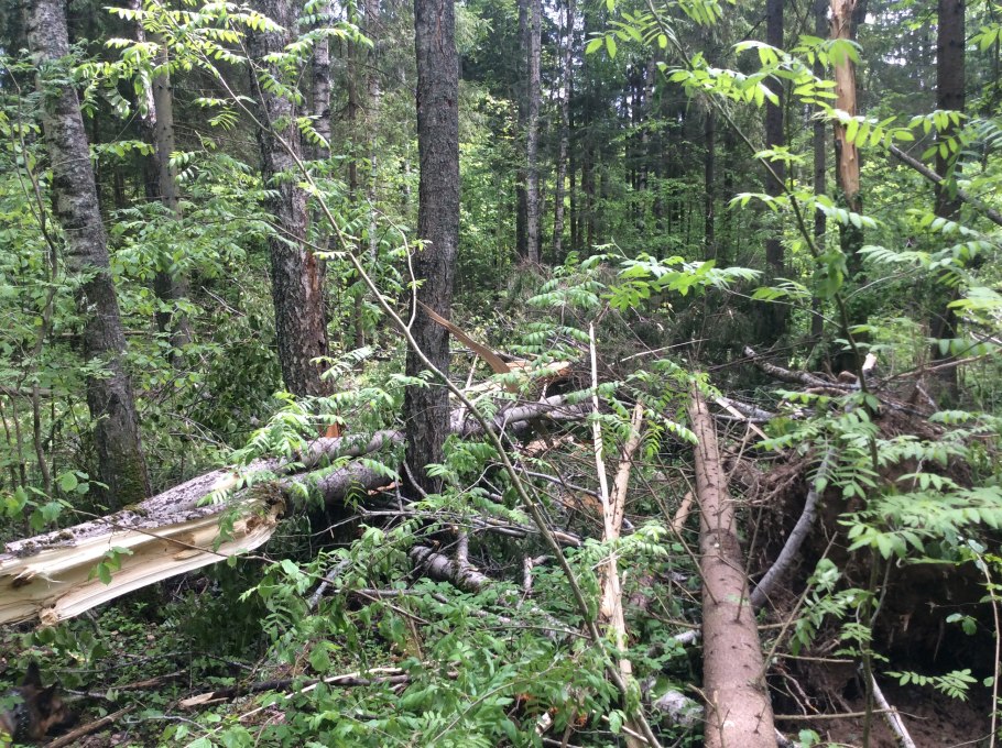 Ветровал 2010 в Ленинградской области