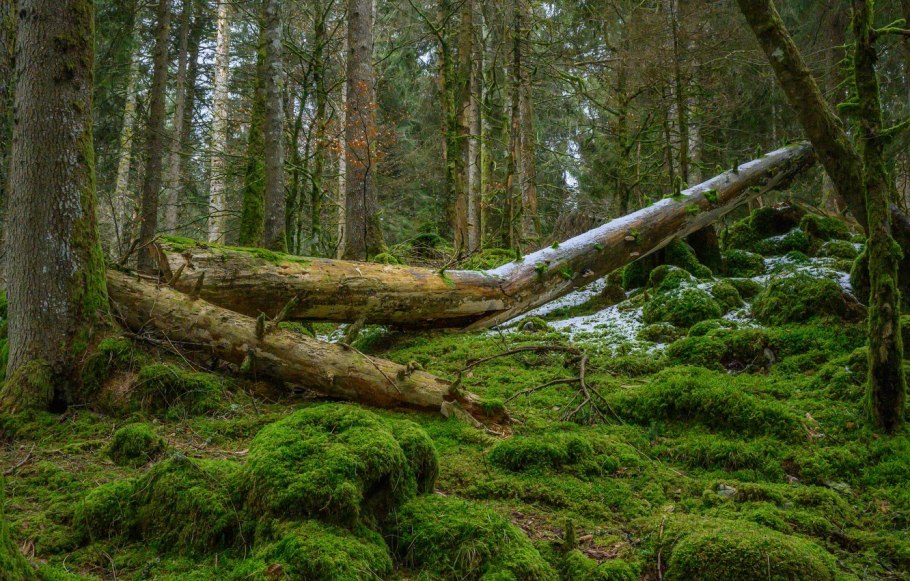Поваленное дерево