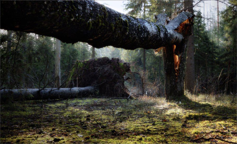 Бурелом в 2010 игора