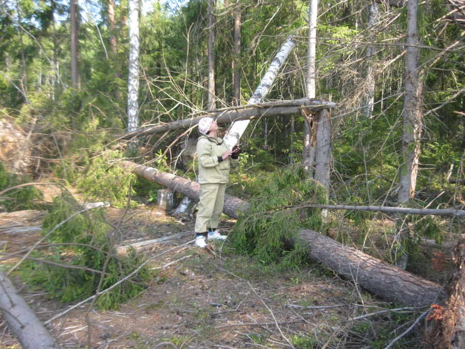 Бурелом в лесу