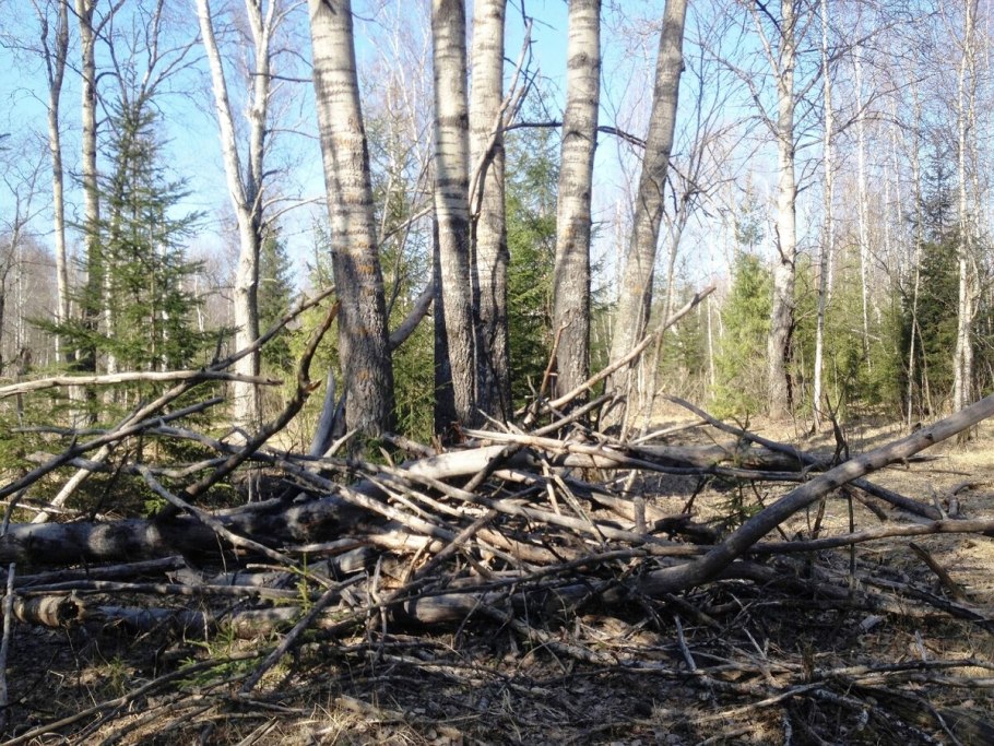 Глухая Тайга бурелом
