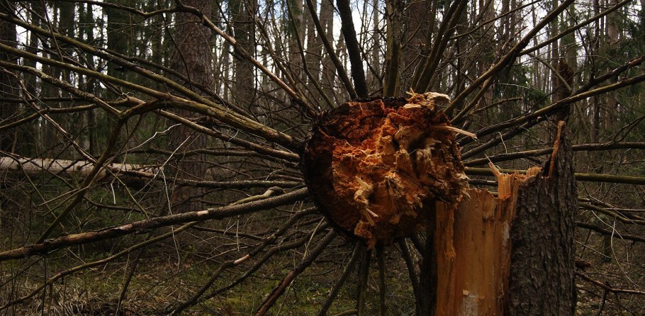 Глухая Тайга бурелом