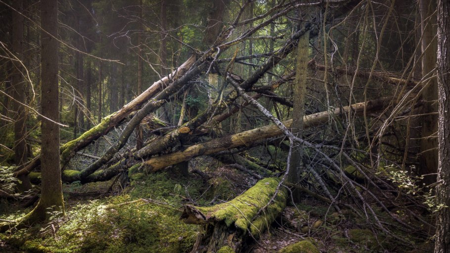 Ветровал деревьев