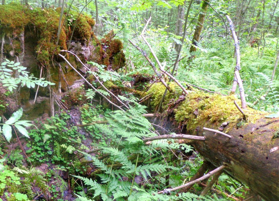 Лесной бурелом