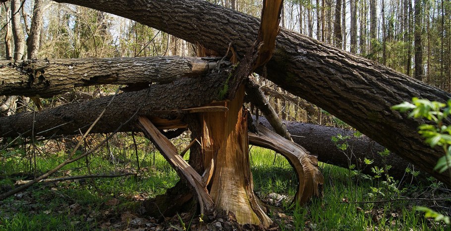 Тайга ХМАО бурелом