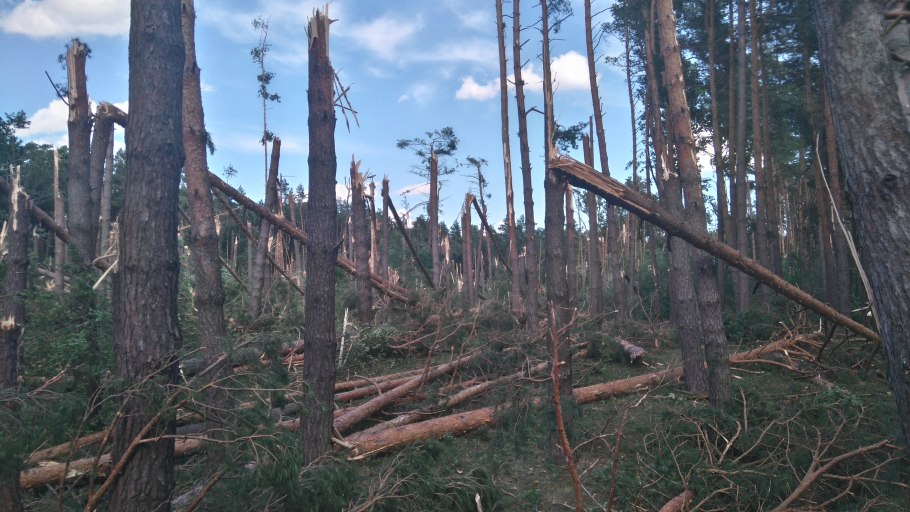 Лесоповал бурелом