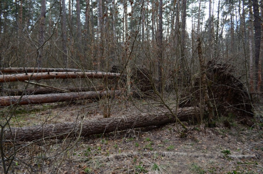 Валежник в березовой роще