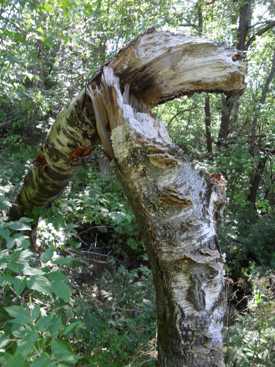 Бурелом валежник пень