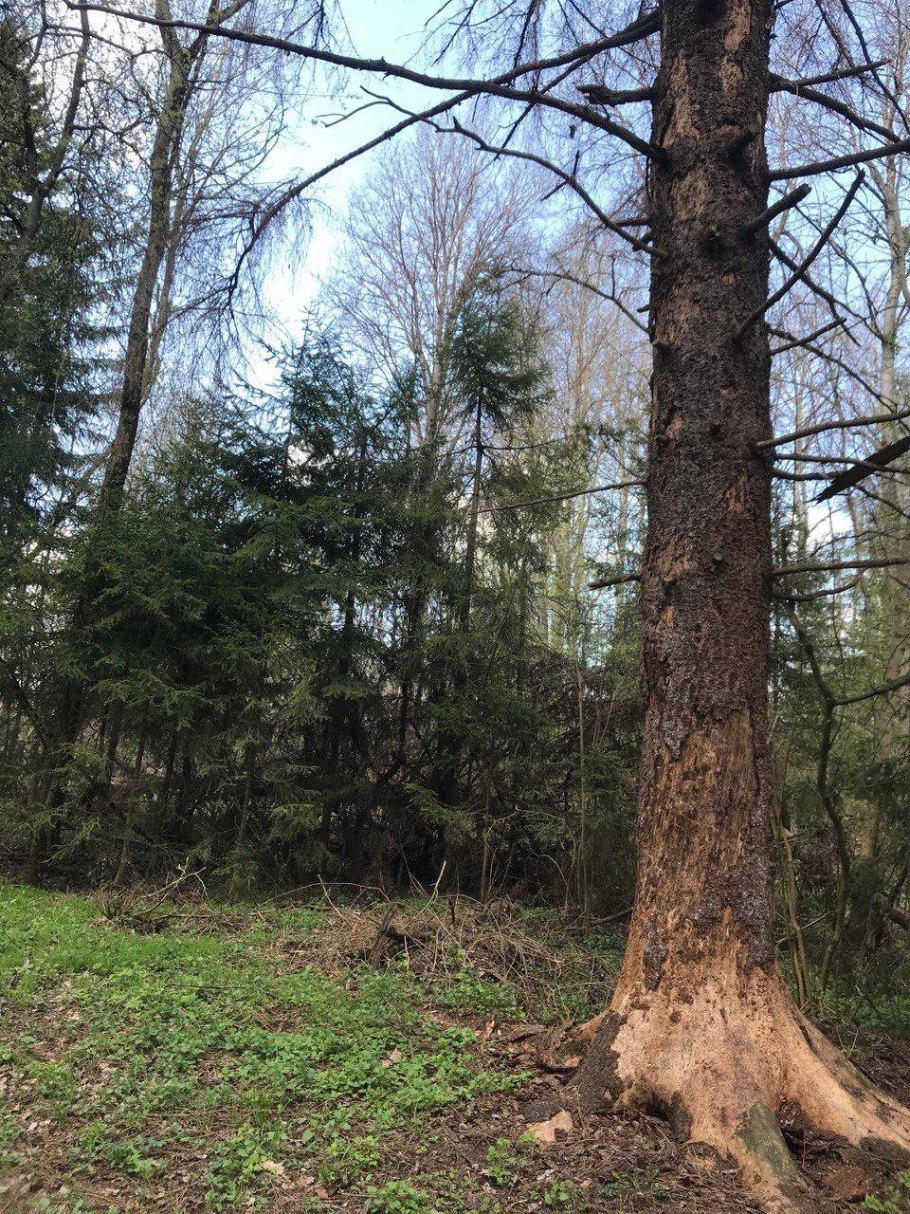 Завал в лесу