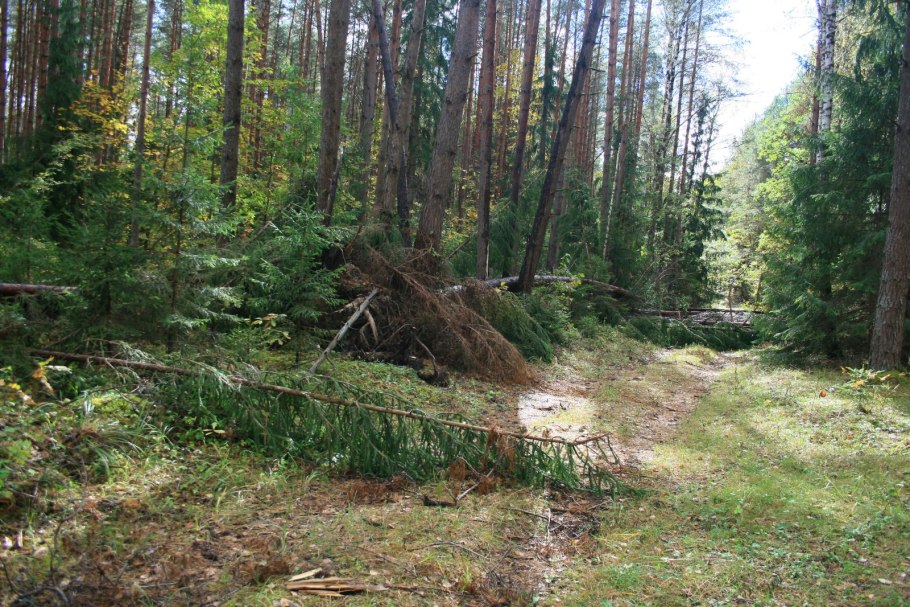 Поваленный лес