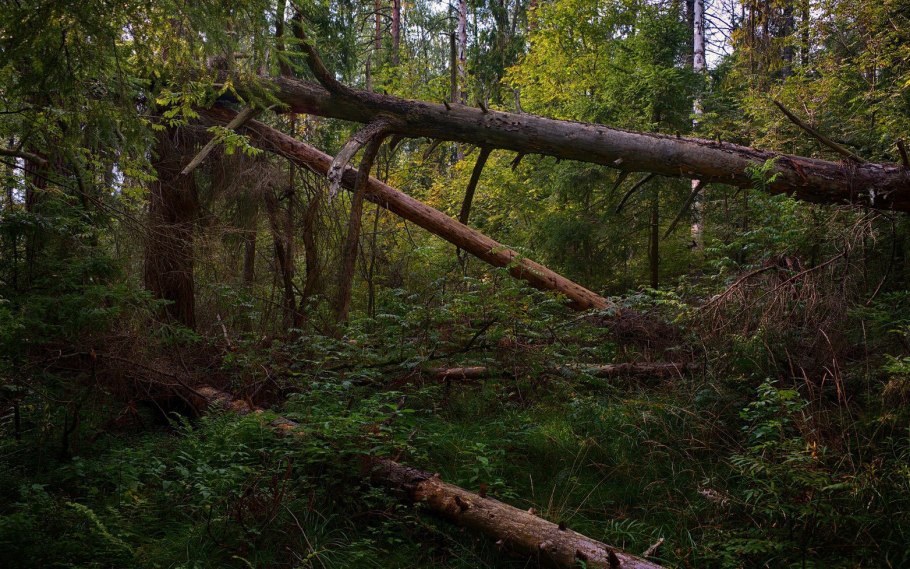 Тайга ХМАО бурелом