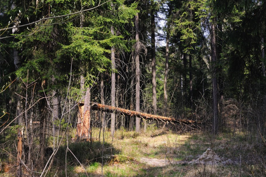 Ветровал ели европейской