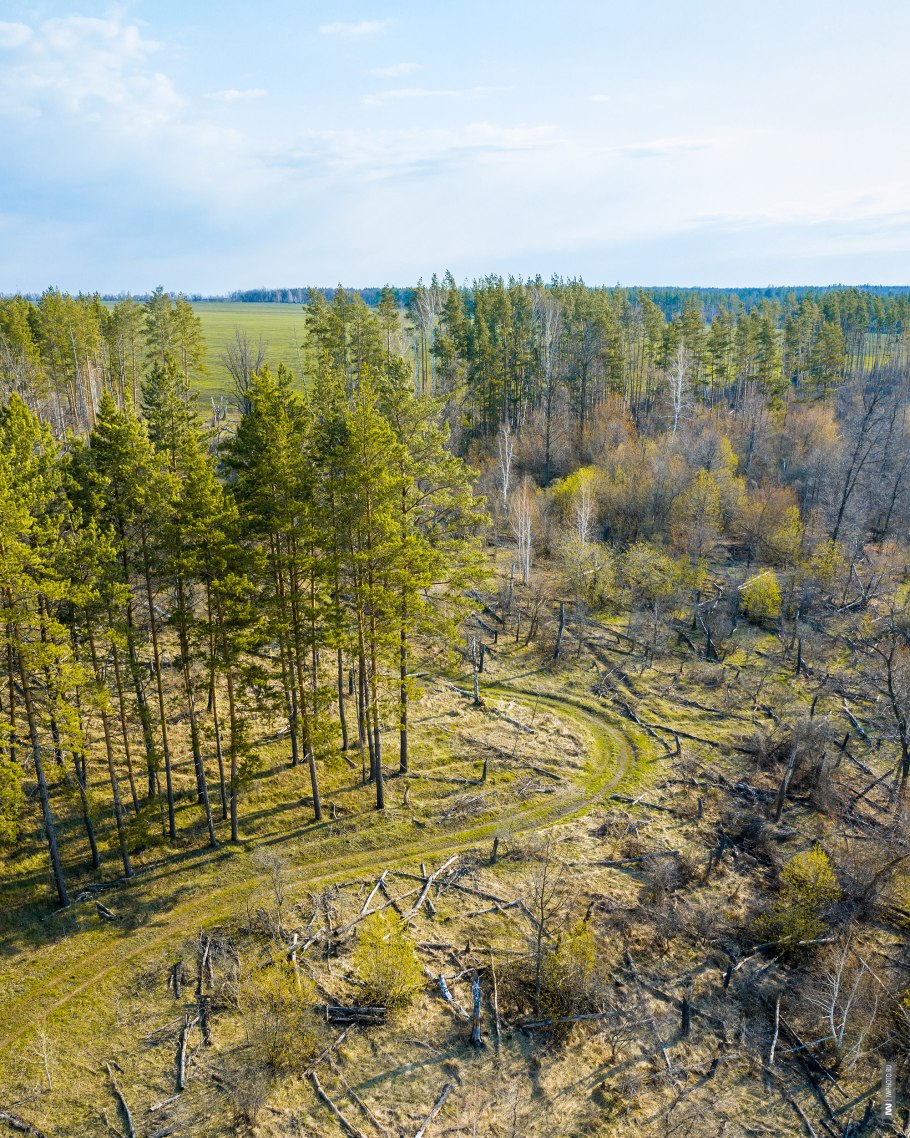 Бурелом фото
