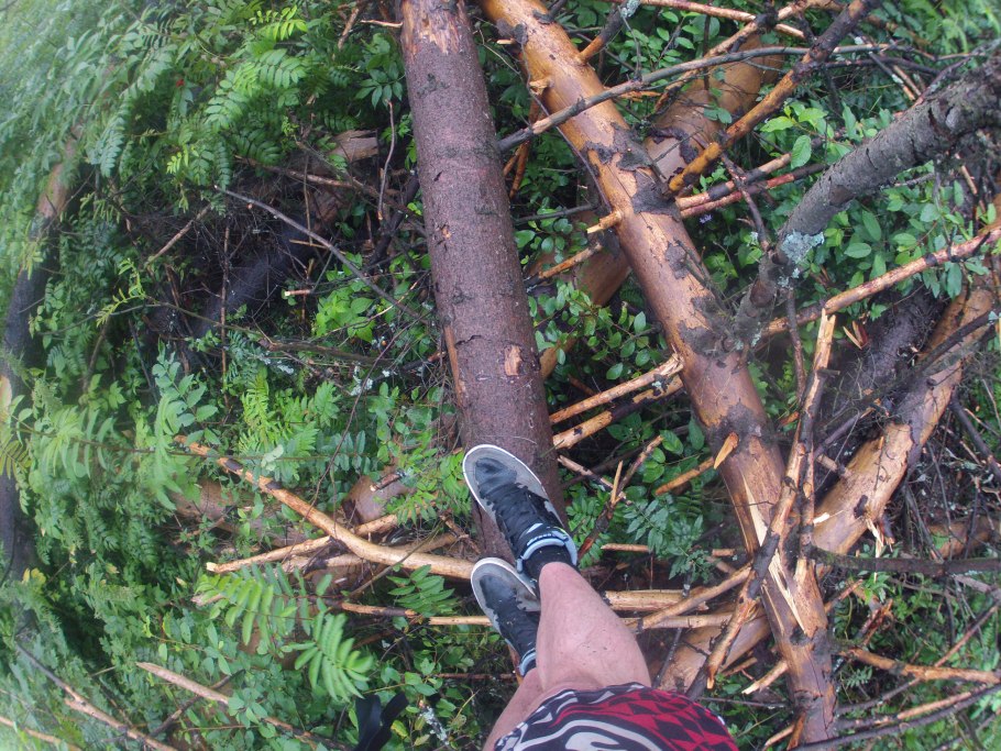 Ветровал в лесу