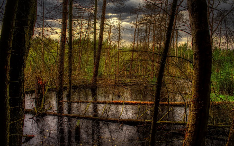 Болота для жизни