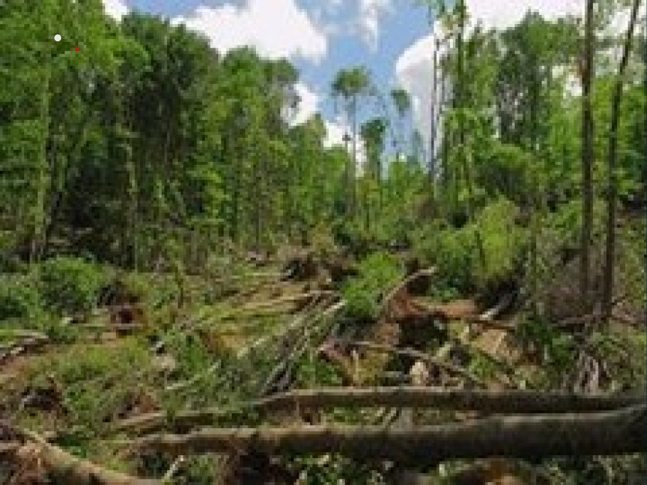Ветровальные деревья судебная практика