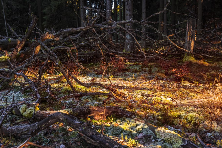 Поваленный лес