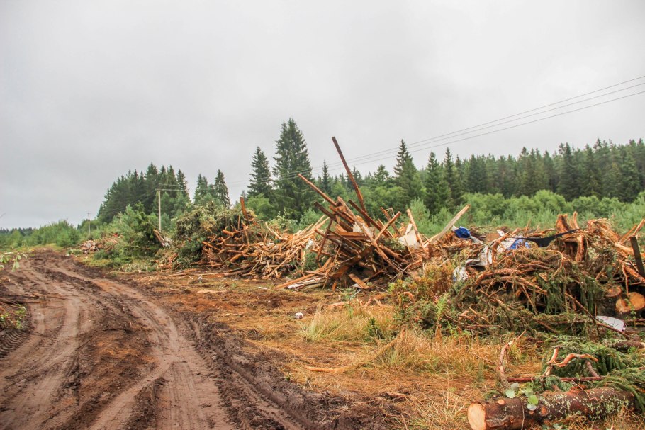 Ветровально-буреломных лесосек