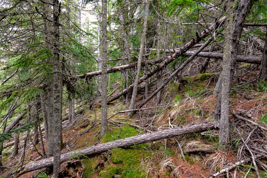 Саяно-Шушенский заповедник деревья