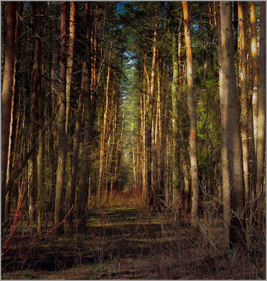 Глухая Тайга бурелом