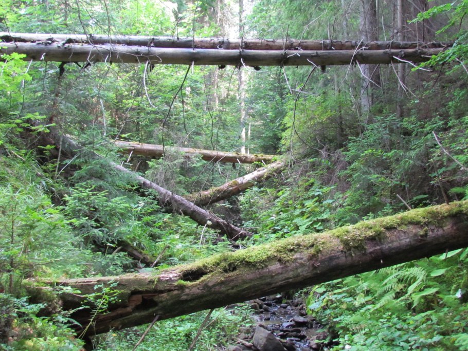 Мезень лес бурелом