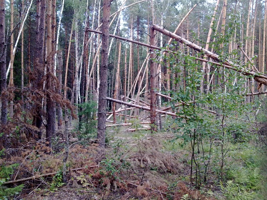 Буреломные леса в Подмосковье