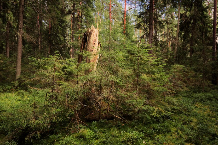 Свежий ветровал