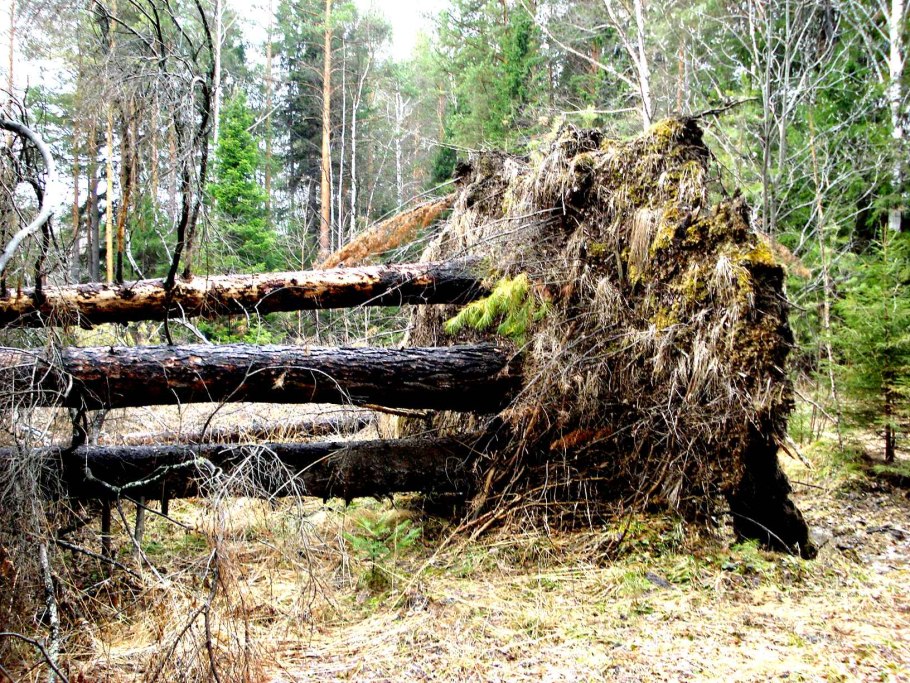 Сломанное дерево в лесу