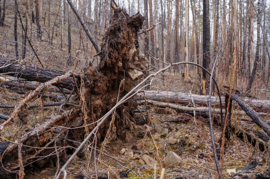 Ежевичник бурелом