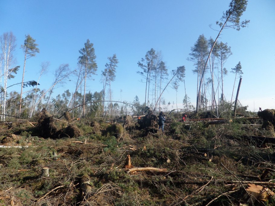 Старый ветровал