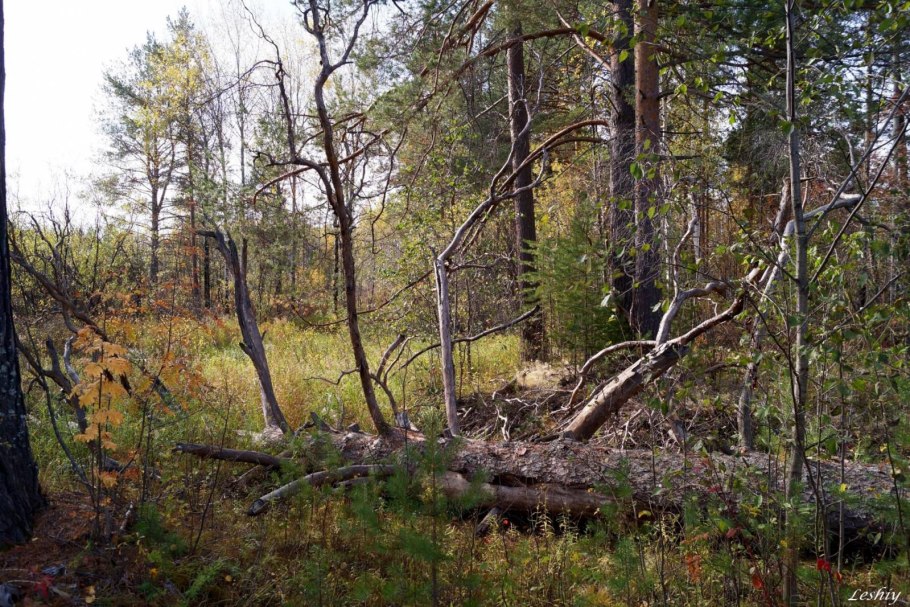 Осинник в буреломе