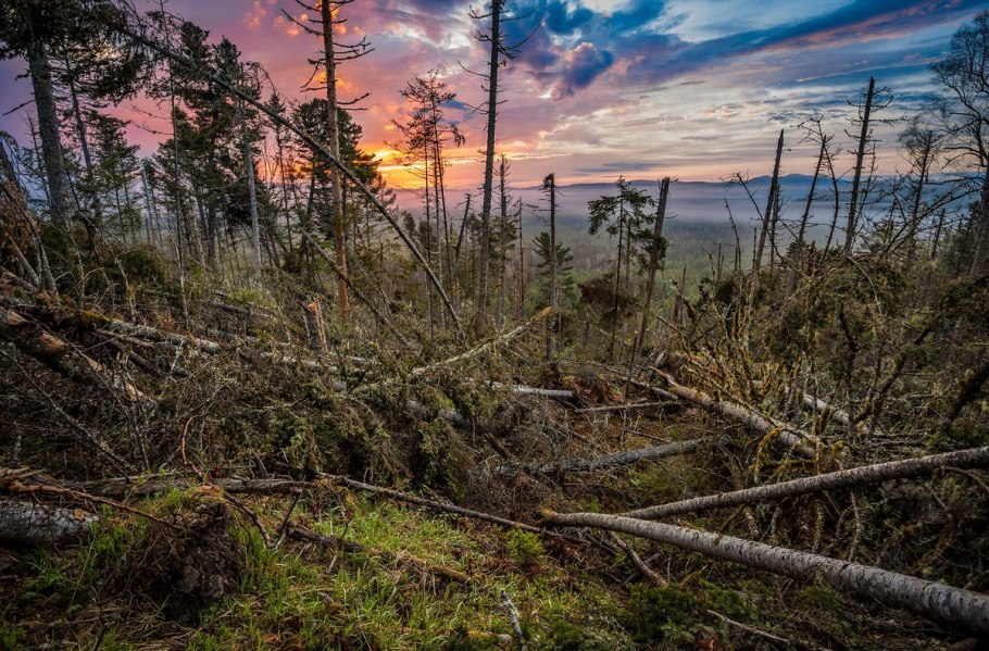 Таёжный бурелом