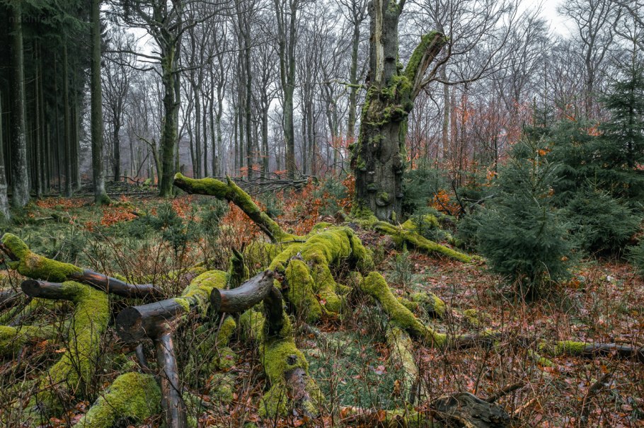 Ветровал и бурелом