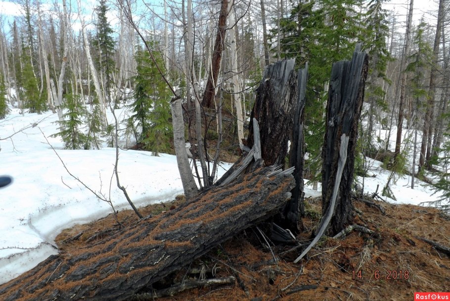 Ветровал деревьев