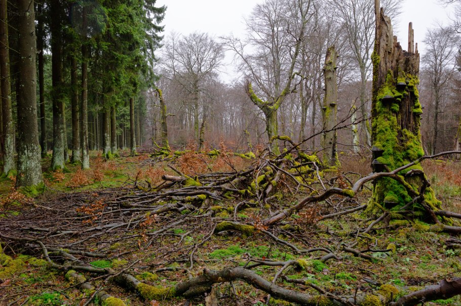 Тайга бурелом, валежник