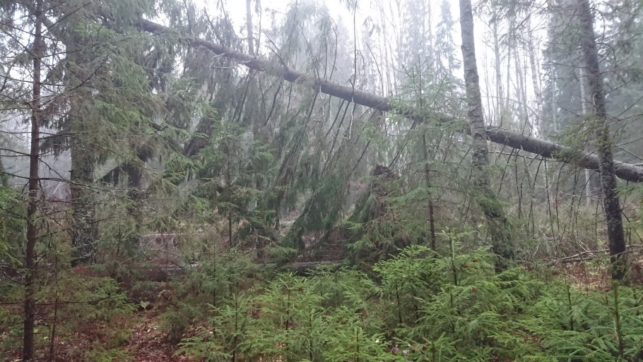 Опасный лес грибы бурелом