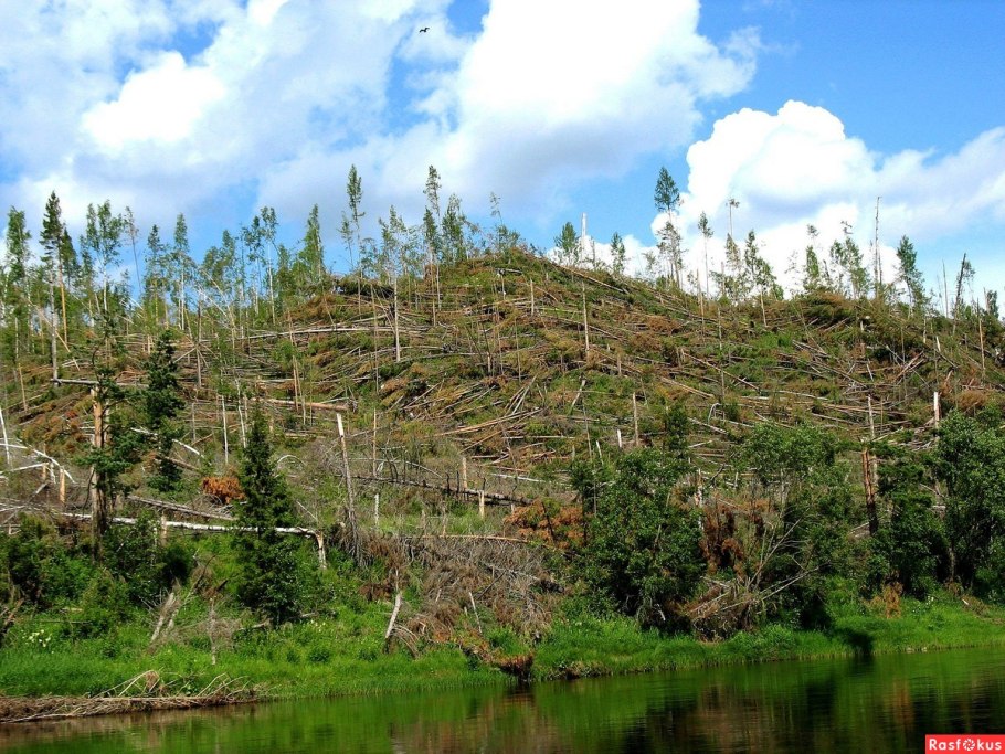 Тайга ХМАО бурелом