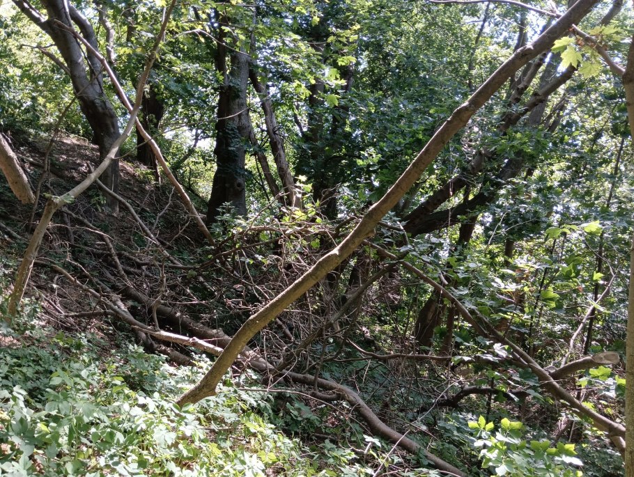 Бурелом в лесу