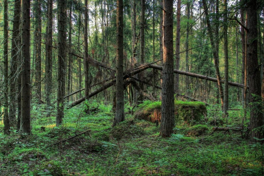 Вековые буреломы