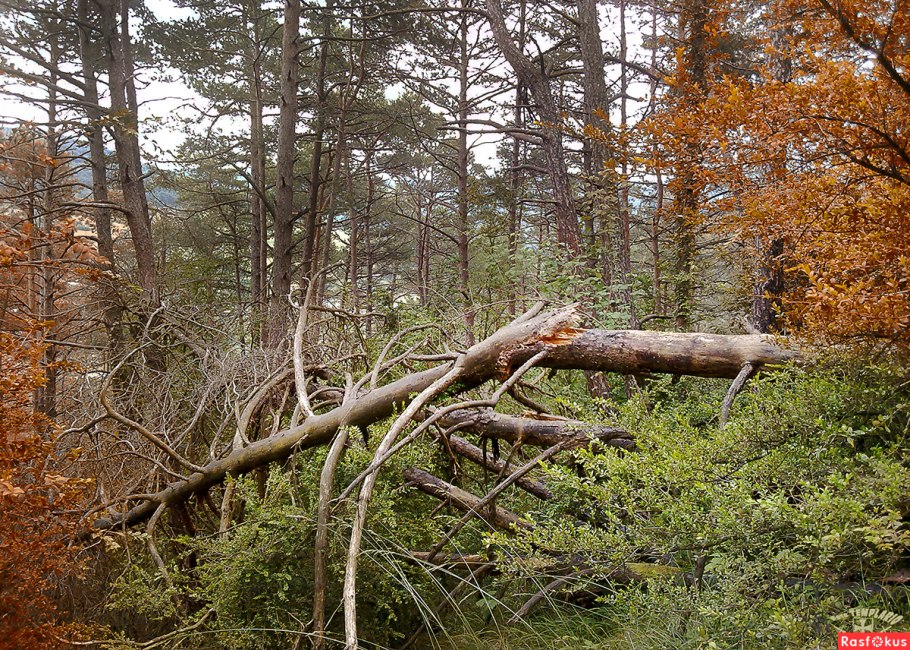 Бурелом вид сверху