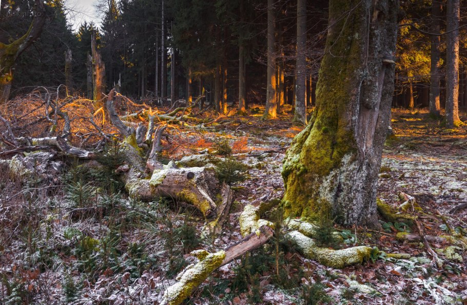 Таёжный бурелом