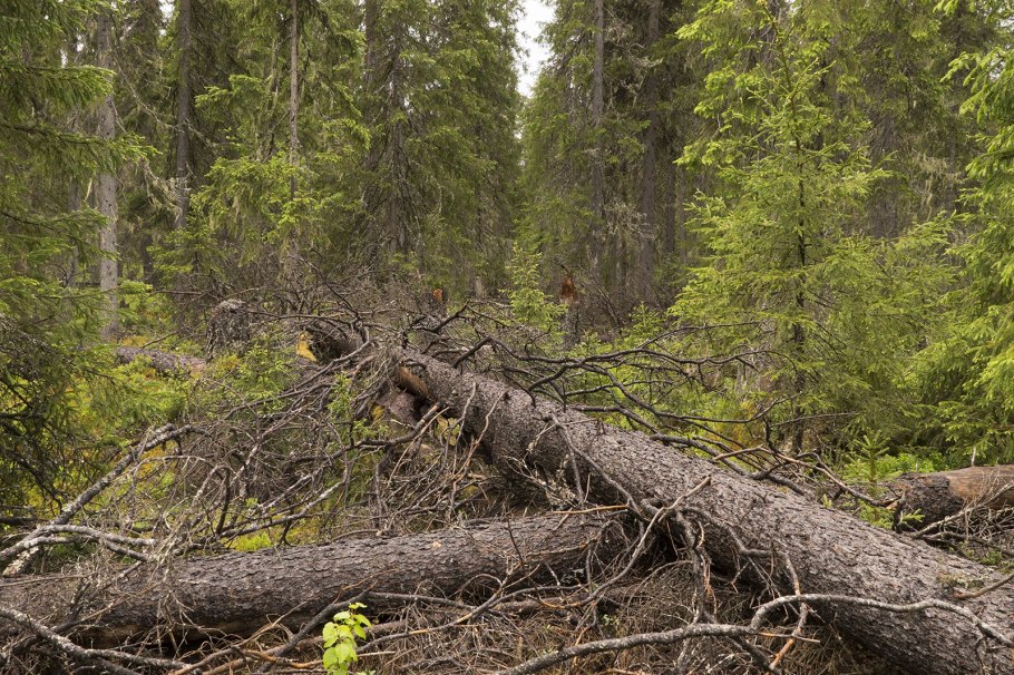 Ветровал и бурелом