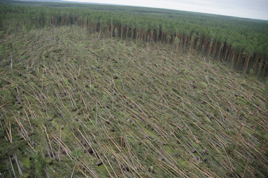 Трущоба в лесу